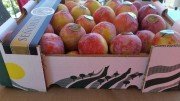 Продаем сливу от производителей