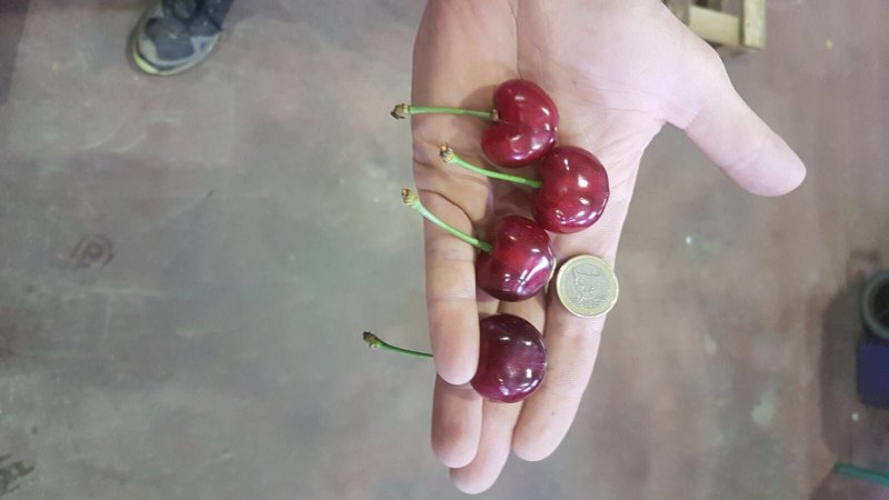 Продаем черешню от производителей
