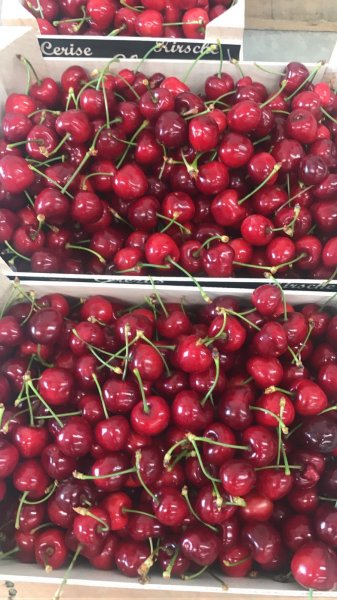 Продаем черешню от производителей