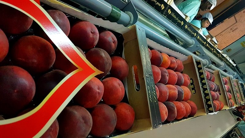 Продаем персик от производителей