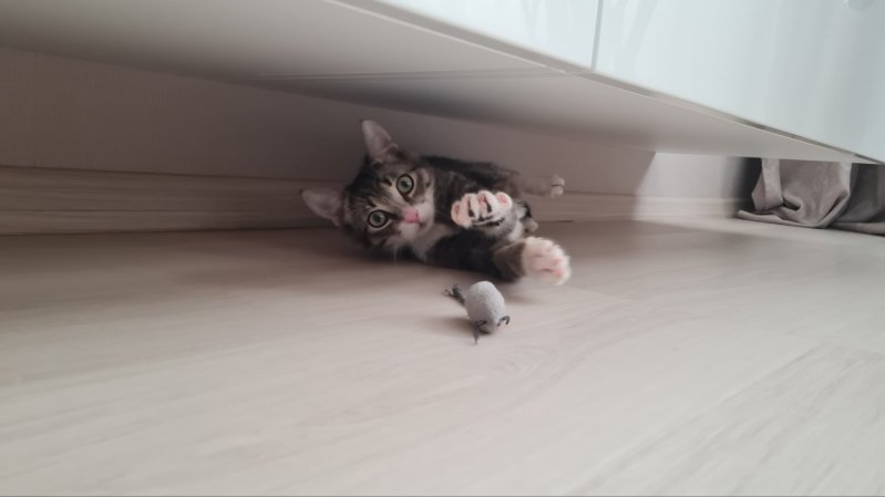 Милейший котик в дар. Только в хорошие руки.