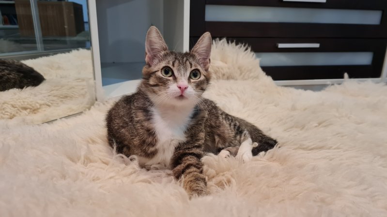 Милейший котик в дар. Только в хорошие руки.