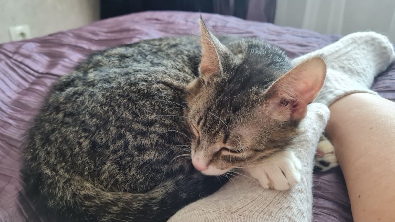 Милейший котик в дар. Только в хорошие руки.