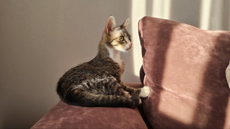 Милейший котик в дар. Только в хорошие руки.