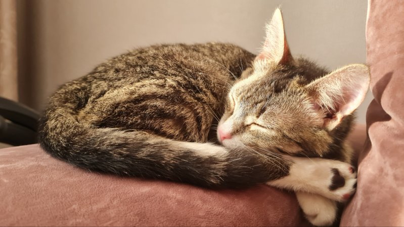 Милейший котик в дар. Только в хорошие руки.