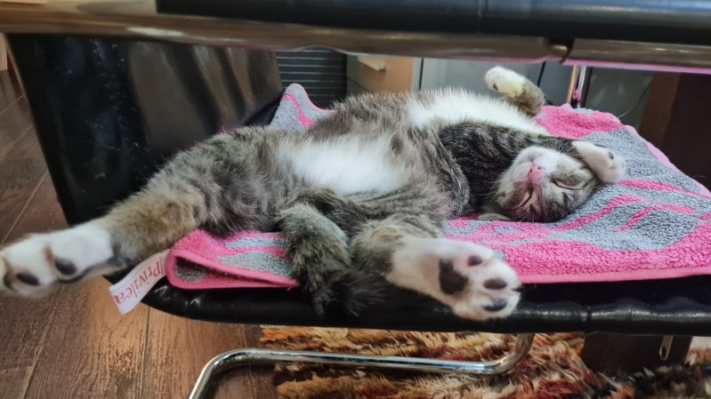 Милейший котик в дар. Только в хорошие руки.