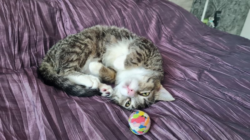 Милейший котик в дар. Только в хорошие руки.