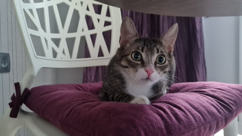 Милейший котик в дар. Только в хорошие руки.