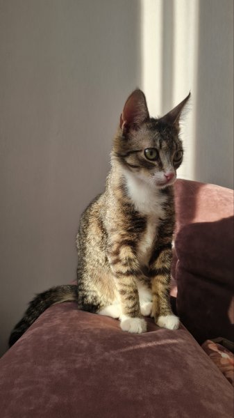 Милейший котик в дар. Только в хорошие руки.