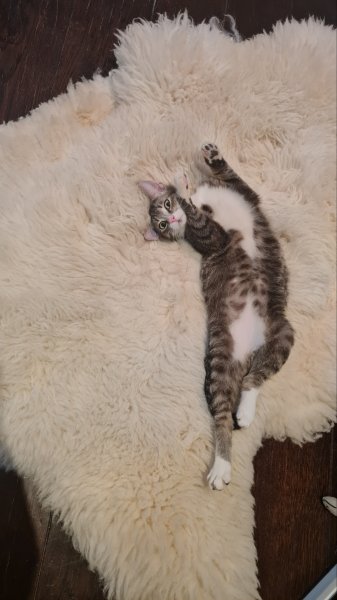 Милейший котик в дар. Только в хорошие руки.