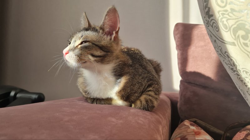 Милейший котик в дар. Только в хорошие руки.