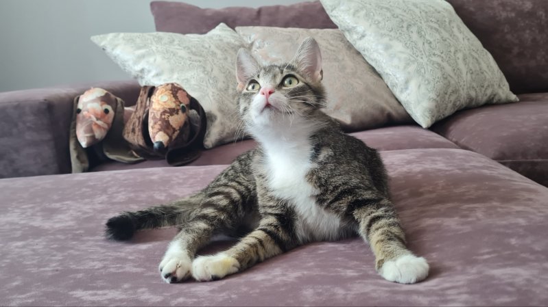 Милейший котик в дар. Только в хорошие руки.