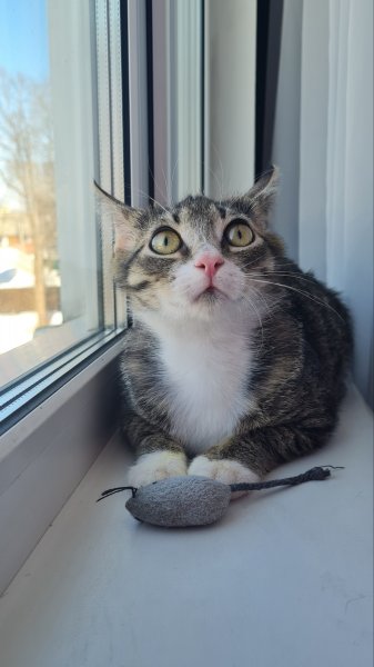 Милейший котик в дар. Только в хорошие руки.