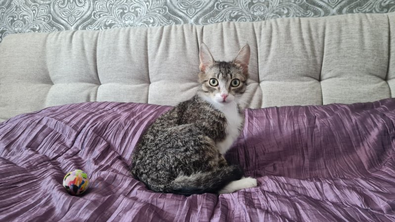 Милейший котик в дар. Только в хорошие руки.