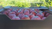 Продаем сливу от производителей