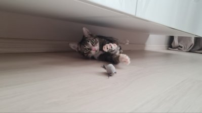 Милейший котик в дар. Только в хорошие руки.
