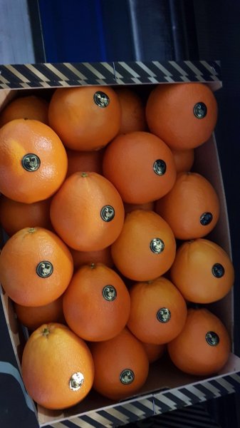 Продаем апельсины от производителей