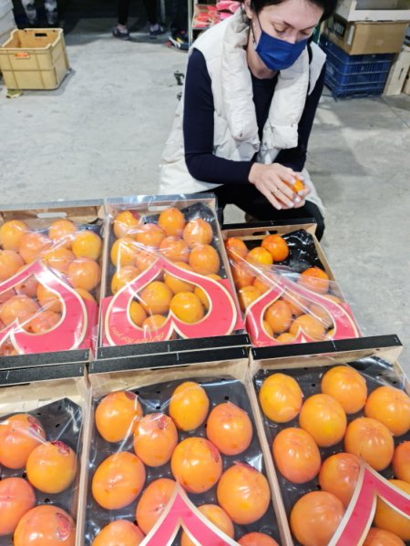 Продаем хурму от производителей