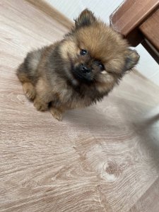 померанский щенок